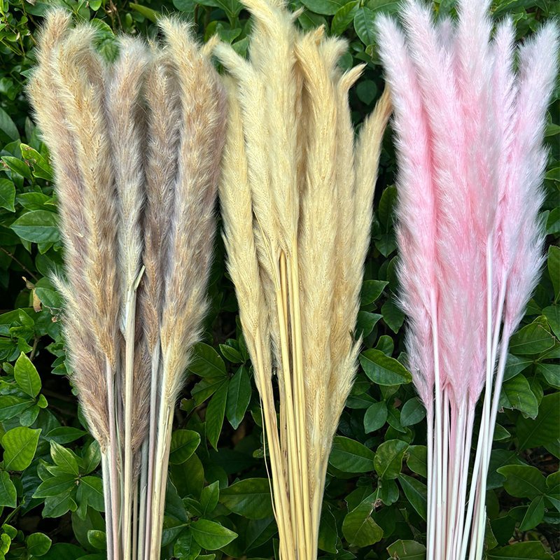 White Color Tall Large Pompas Grass Boho Neutral Home Decor Bouquet Fluffy Plant for Floor Vase Wedding Floral Table Decor