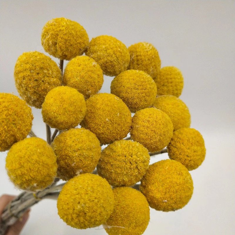 Awesome golden ball for vintage home decor wholesale beautiful wedding dried flowers craspedia billy balls