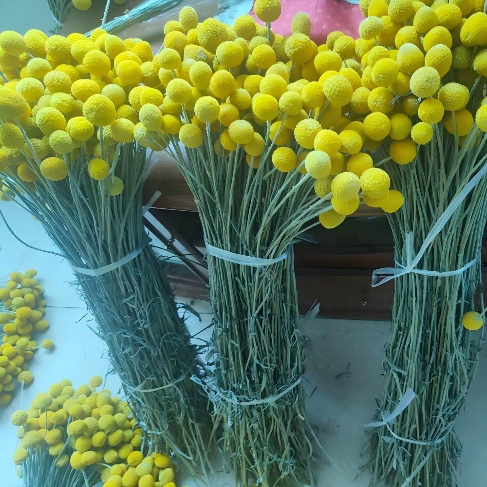 Awesome golden ball for vintage home decor wholesale beautiful wedding dried flowers craspedia billy balls