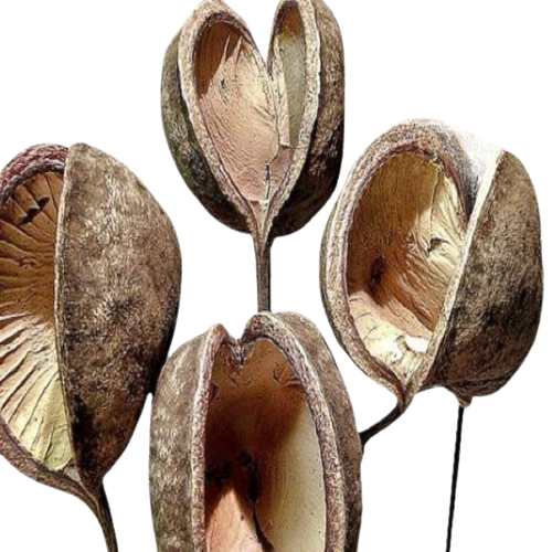 High Quality Wholesale Natural Buddha Nut Decor Dried Seed Pod Natural Touch for Home & Party Decoration