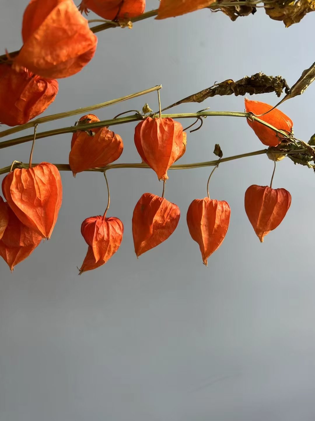 S-1 Natural physalis dried flowers Branches of a bouquet of physalis Chinese lantern Natural stems Dry Lantern Pods.