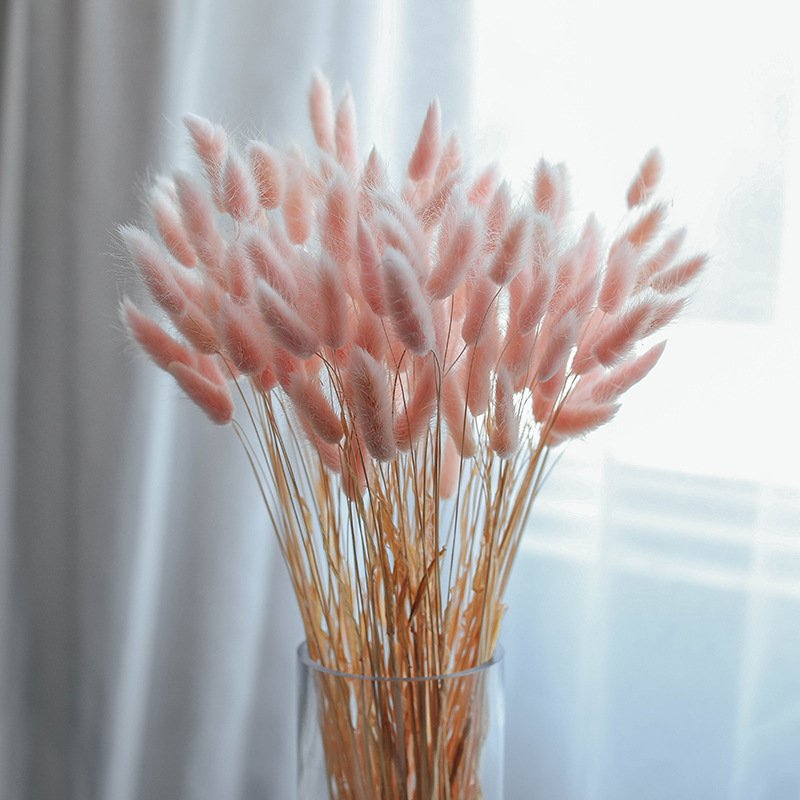 Yunnan FS Wholesale Dried Flower Lagurus Ovatus Rabbit Tail Grass Bunny Grass For floral arrangement