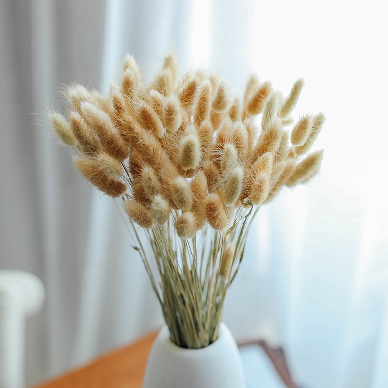 Yunnan FS Wholesale Dried Flower Lagurus Ovatus Rabbit Tail Grass Bunny Grass For floral arrangement