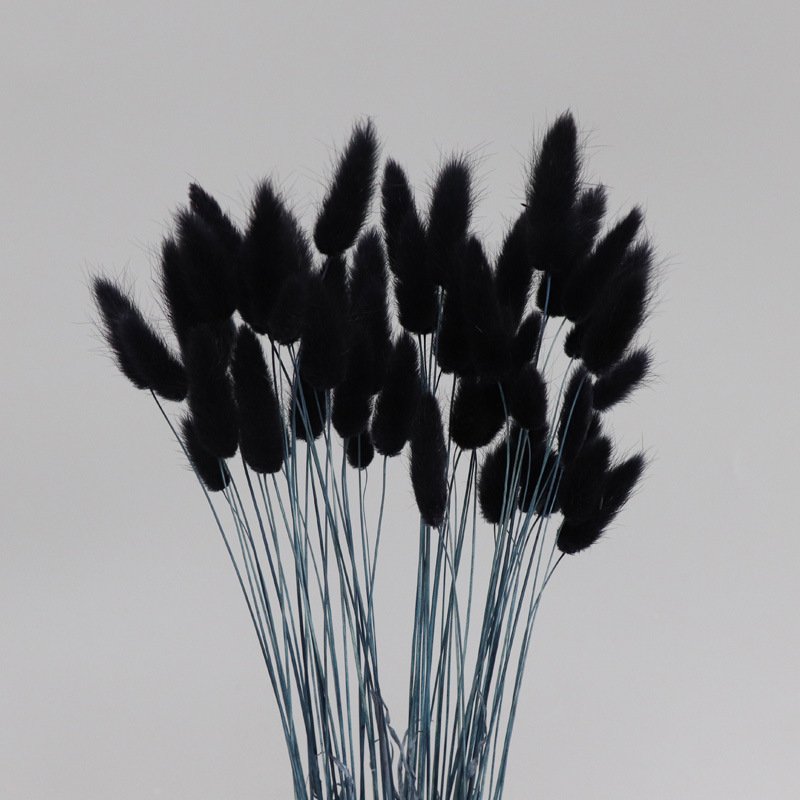 Yunnan FS Wholesale Dried Flower Lagurus Ovatus Rabbit Tail Grass Bunny Grass For floral arrangement