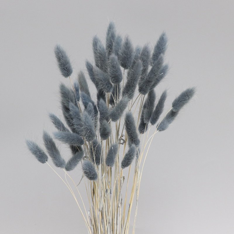 Yunnan FS Wholesale Dried Flower Lagurus Ovatus Rabbit Tail Grass Bunny Grass For floral arrangement