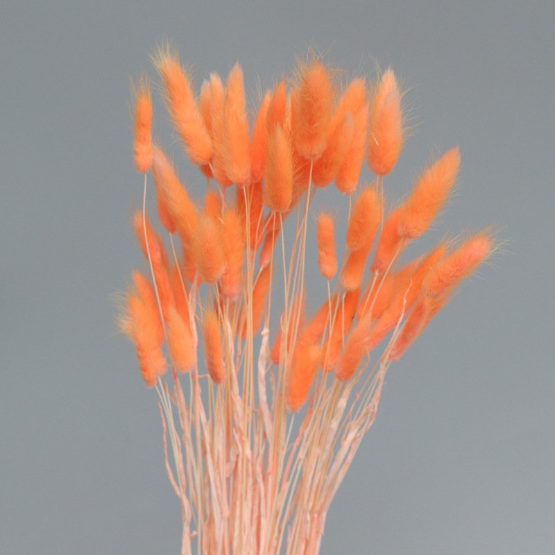 Yunnan FS Wholesale Dried Flower Lagurus Ovatus Rabbit Tail Grass Bunny Grass For floral arrangement