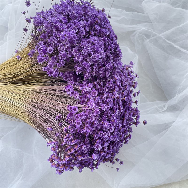 Daisy Decorative Dried Flowers 50 Stems Natural Dry Flowers Brazilian Small Star For Wedding Decoration