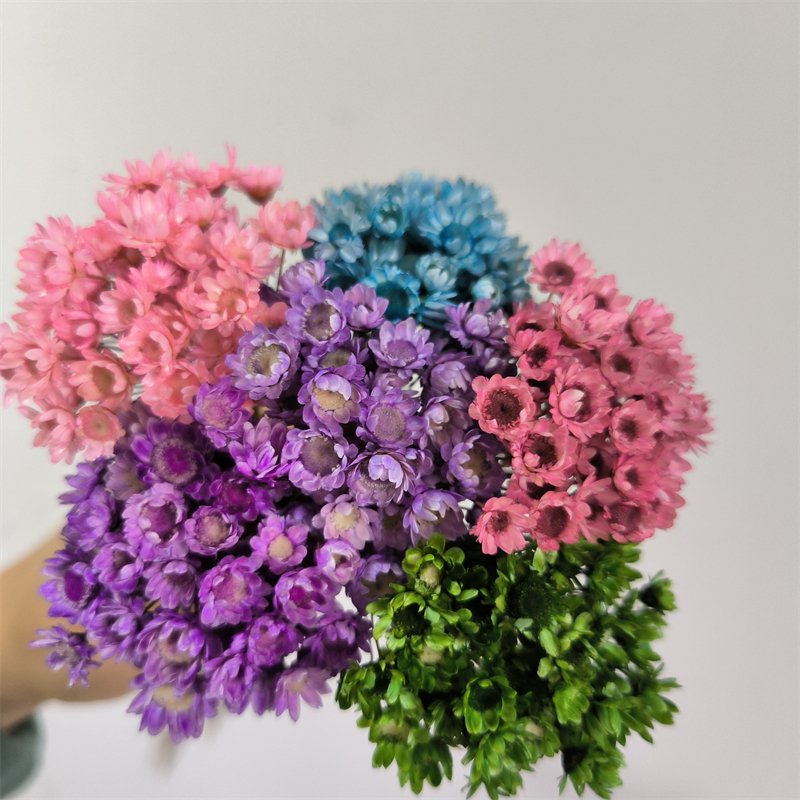 Daisy Decorative Dried Flowers 50 Stems Natural Dry Flowers Brazilian Small Star For Wedding Decoration