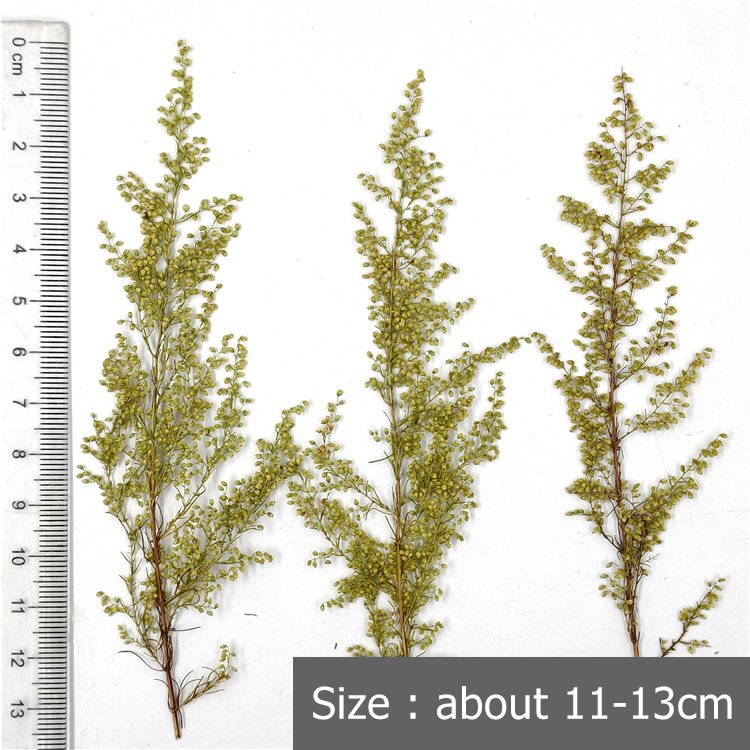 Artemisia annua Arteannuin Pressed Leaf Embossed Flower Plant Badge Real Tree Leaf True Flower Leaf Stickers