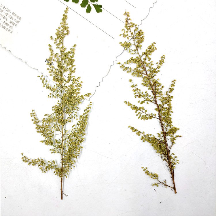 Artemisia annua Arteannuin Pressed Leaf Embossed Flower Plant Badge Real Tree Leaf True Flower Leaf Stickers