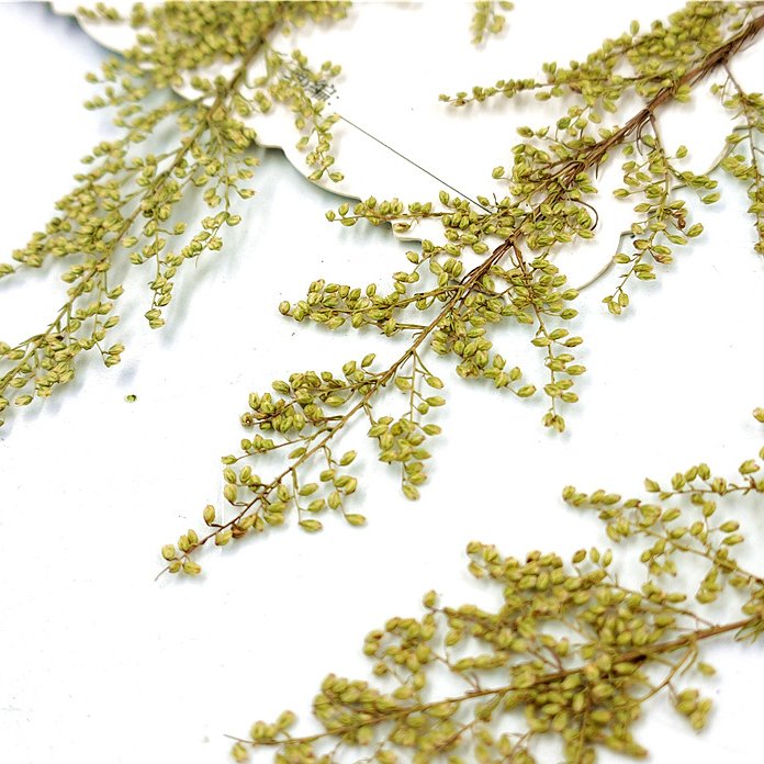 Artemisia annua Arteannuin Pressed Leaf Embossed Flower Plant Badge Real Tree Leaf True Flower Leaf Stickers