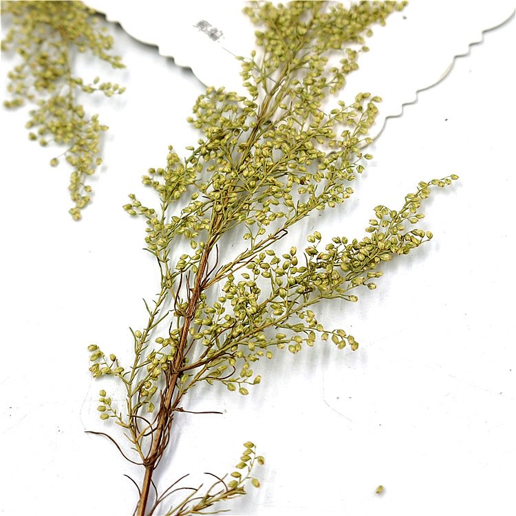 Artemisia annua Arteannuin Pressed Leaf Embossed Flower Plant Badge Real Tree Leaf True Flower Leaf Stickers