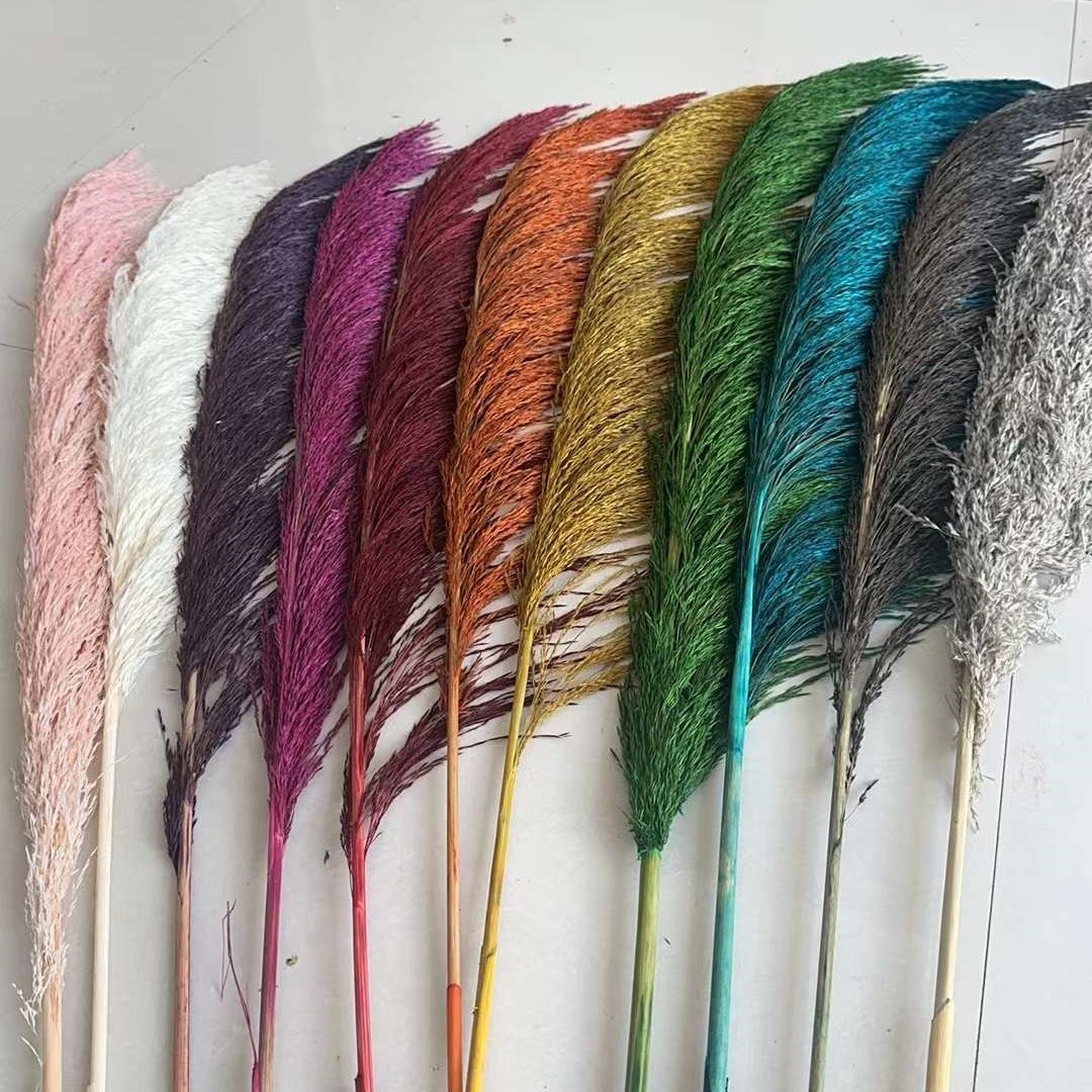 Dried Tall Pampas Natural Dried Decorative Pampas Grass Colorful Long Fluffy Reed Dried Brown Pampas Grass For Home Decor