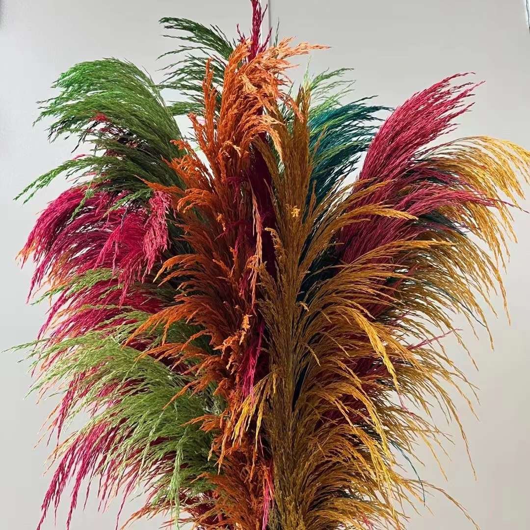 Dried Tall Pampas Natural Dried Decorative Pampas Grass Colorful Long Fluffy Reed Dried Brown Pampas Grass For Home Decor