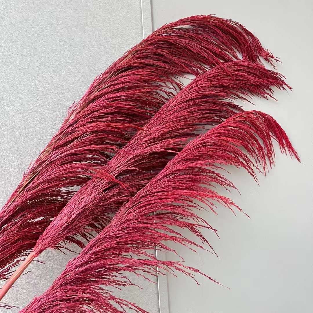 Dried Tall Pampas Natural Dried Decorative Pampas Grass Colorful Long Fluffy Reed Dried Brown Pampas Grass For Home Decor