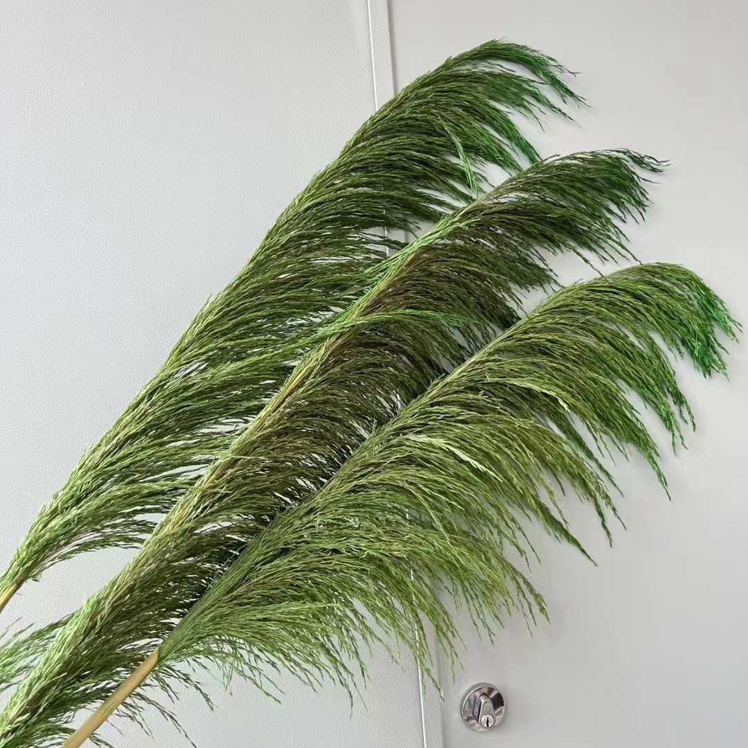 Dried Tall Pampas Natural Dried Decorative Pampas Grass Colorful Long Fluffy Reed Dried Brown Pampas Grass For Home Decor