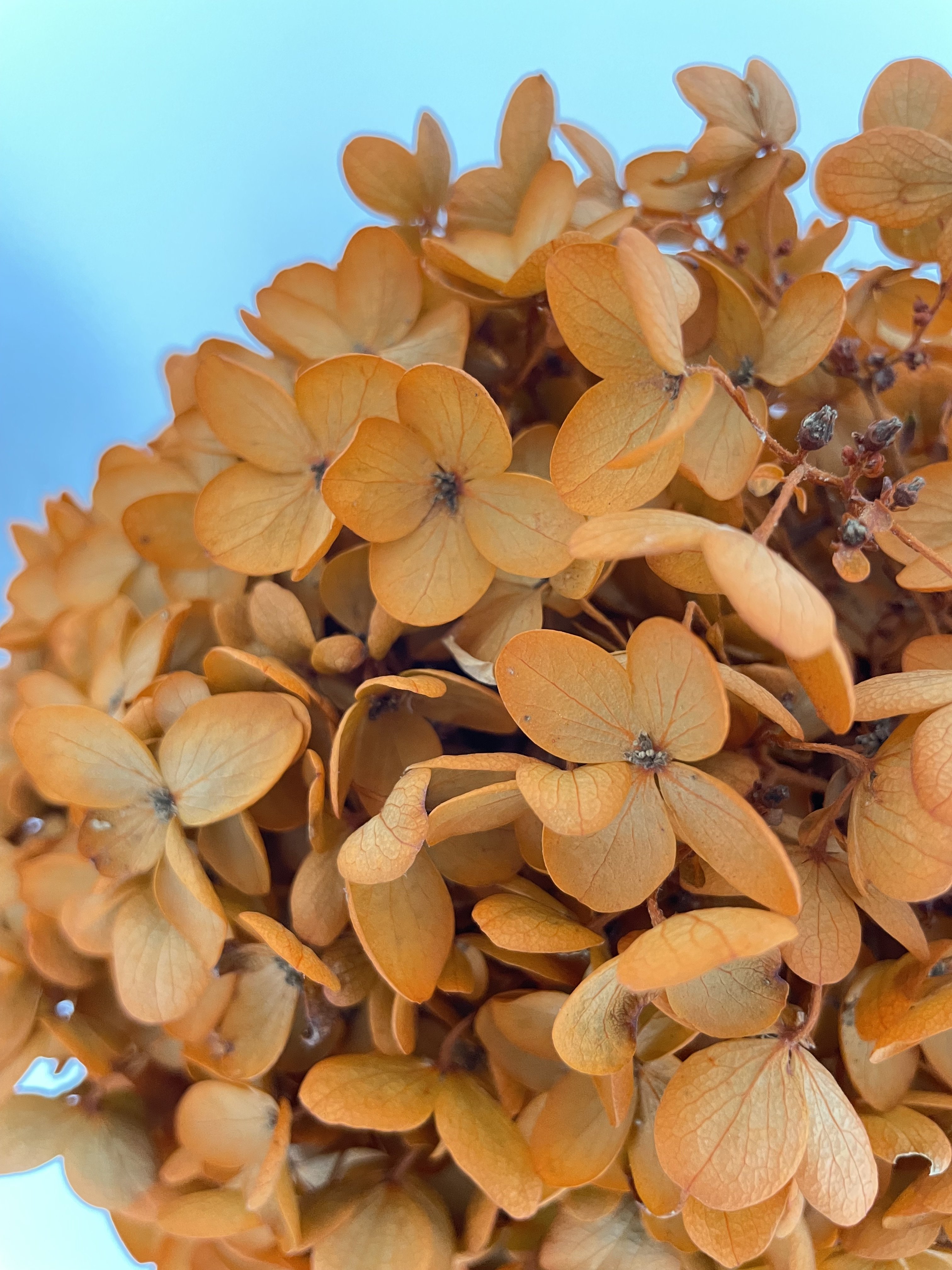 big bunch vintage wood hydrangea bouquet dried flower preserved orange tower stabilized dry flowers hydrangea for wedding decor