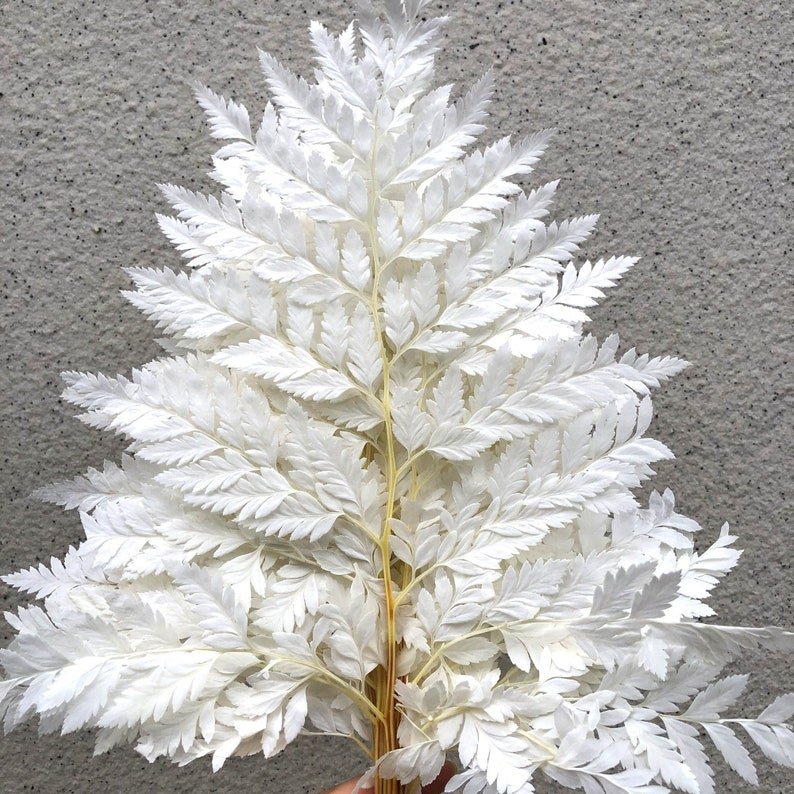 Prefleur Real White Ferns Stabilized Preserved DIY Crafts Wedding Garlands Home Decorations Bouquets Graduation Halloween Easter