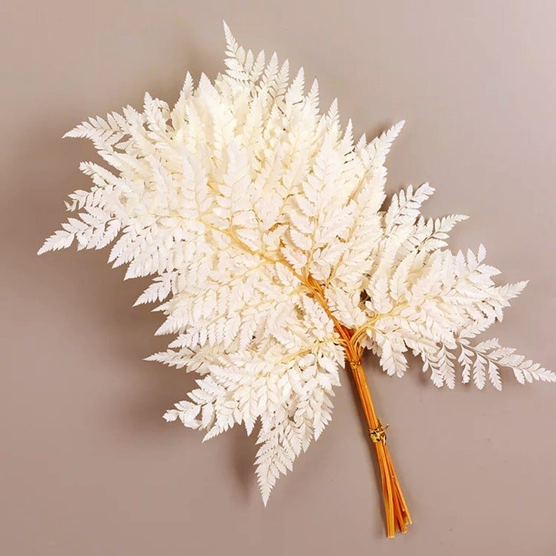 Prefleur Real White Ferns Stabilized Preserved DIY Crafts Wedding Garlands Home Decorations Bouquets Graduation Halloween Easter