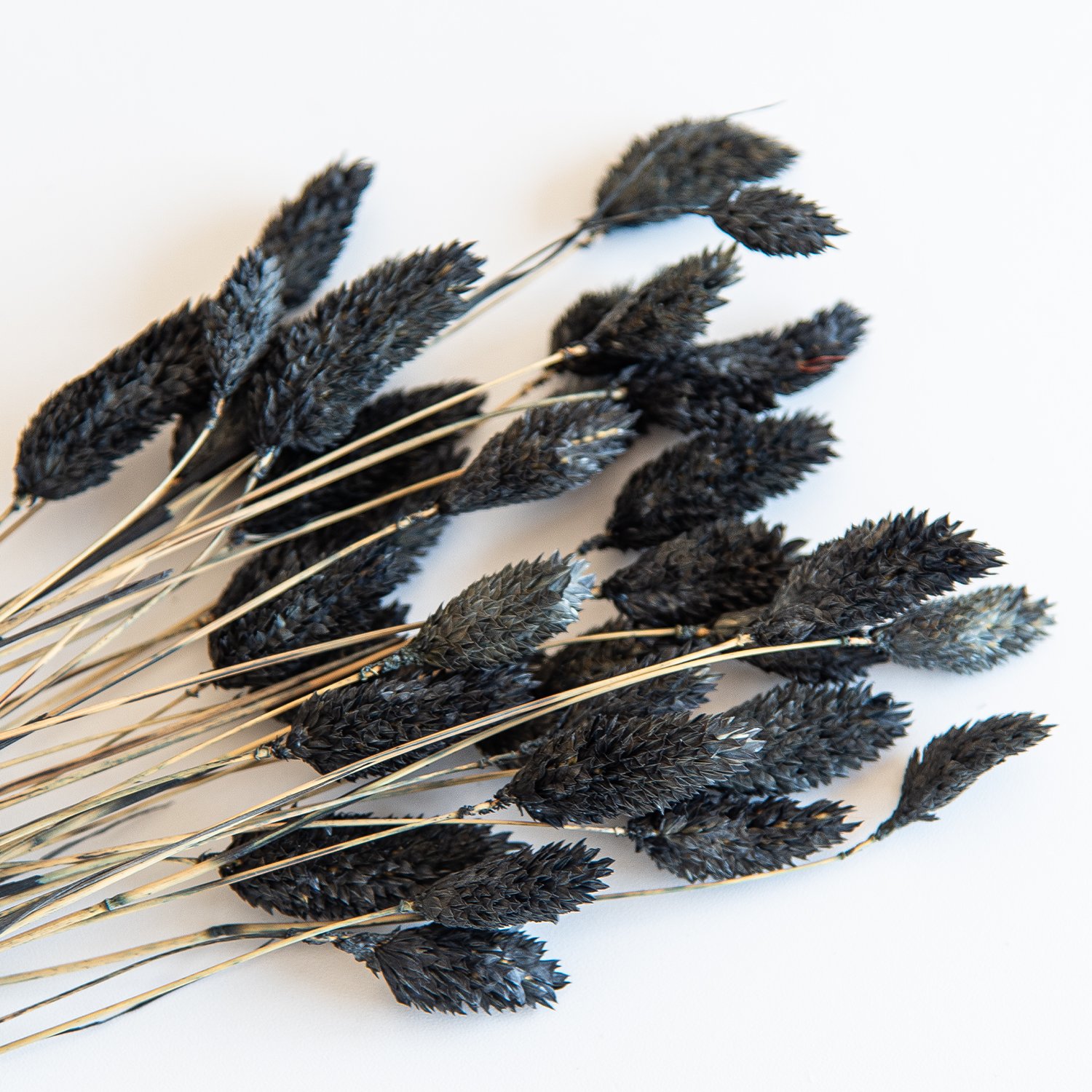wholesale black Natual Dried Phalaris Flower Small Dried Gem Grass Phalaris Grass
