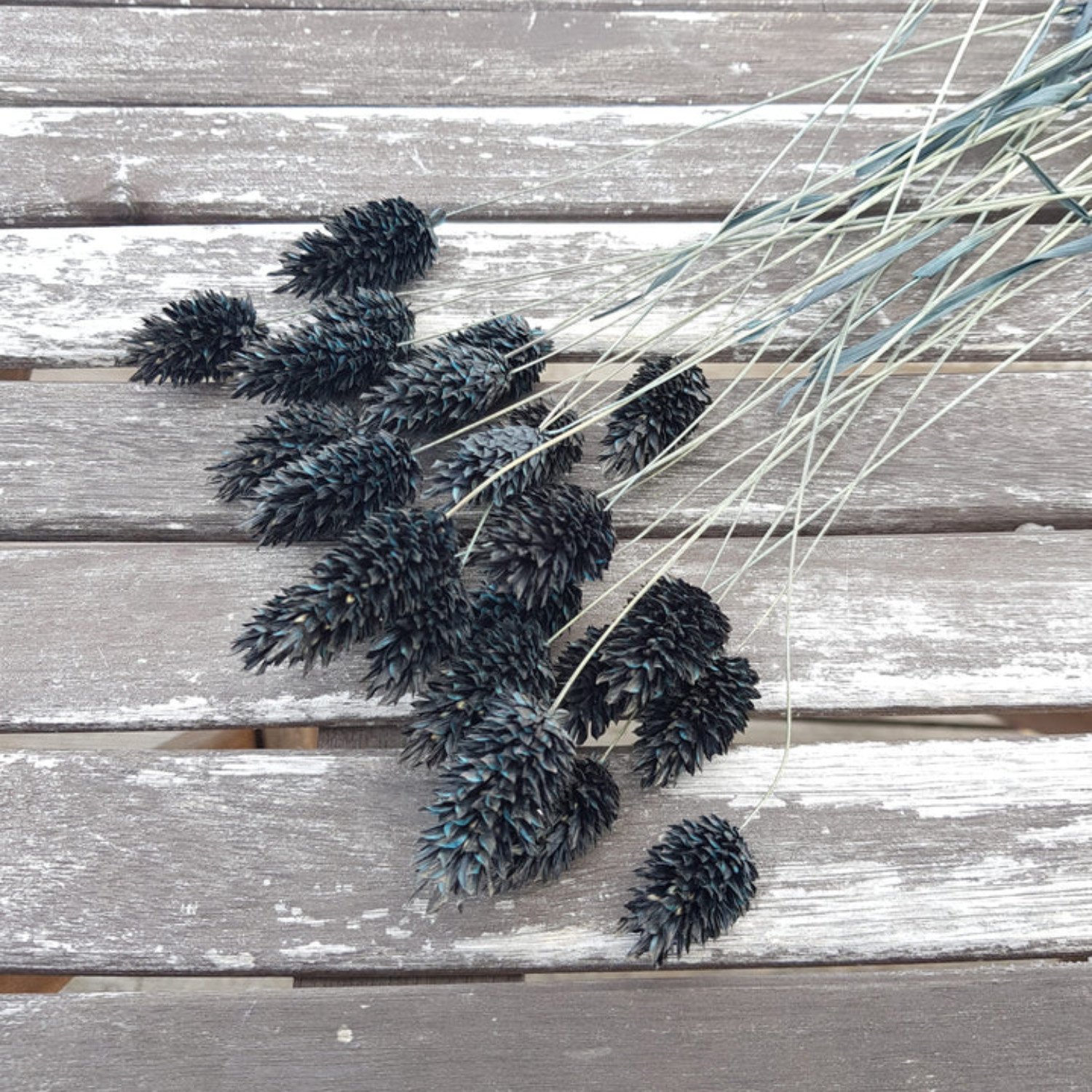 wholesale black Natual Dried Phalaris Flower Small Dried Gem Grass Phalaris Grass