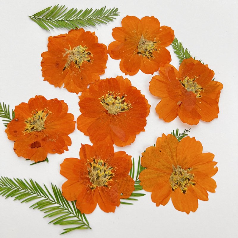 Compositae Chrysanthemum Dried Flower Pressing Marigold Plant Specimen Handmade Craft