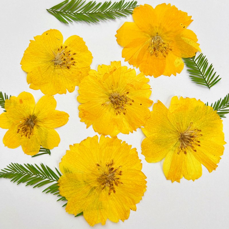 Compositae Chrysanthemum Dried Flower Pressing Marigold Plant Specimen Handmade Craft