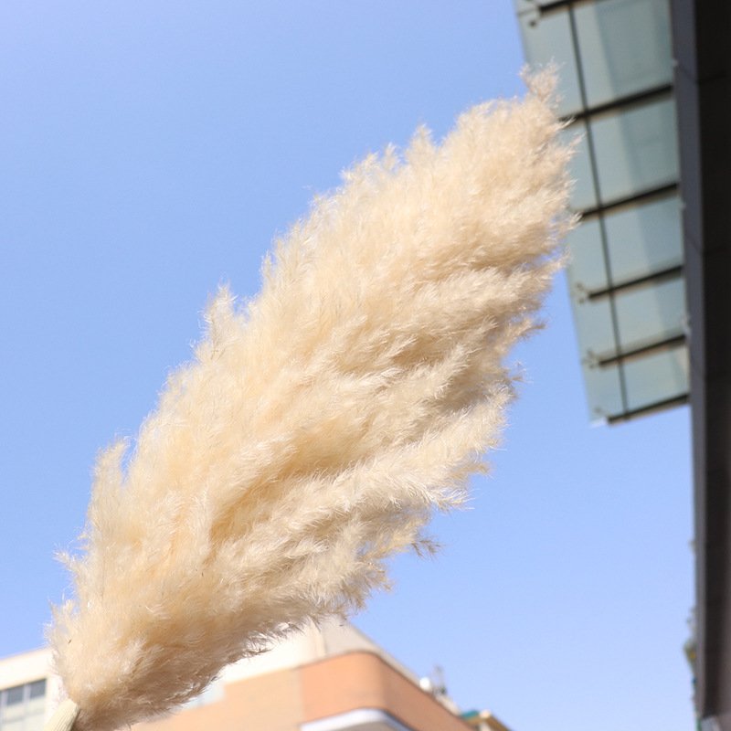 Luxury Reed Pampas Grass Preserved Flowers Dried Flowers for Festival Decoration