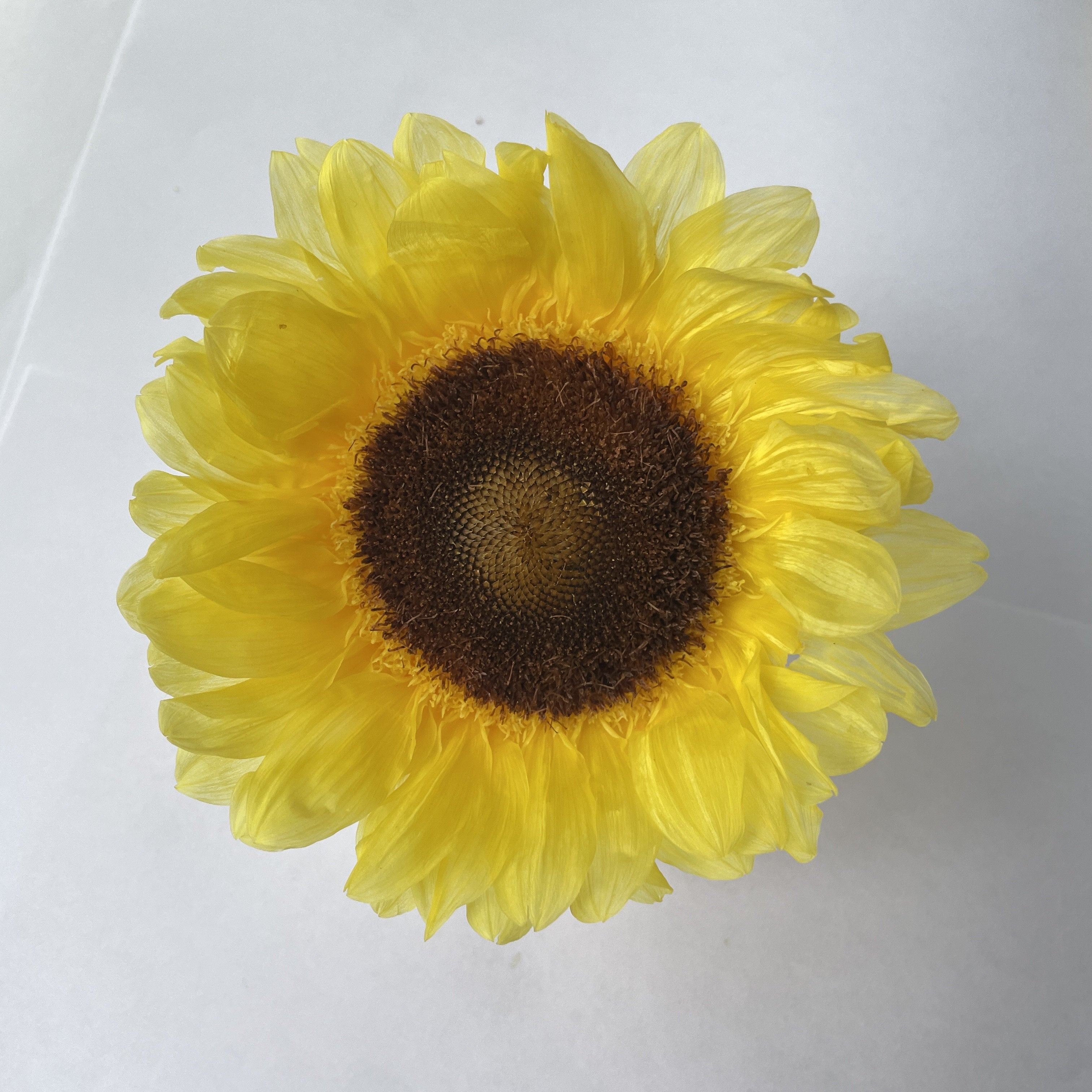 Bx-6 New arrival diameter 10cm everlasting sunflowers premium dried sunflowers head for DIY floral arrangements