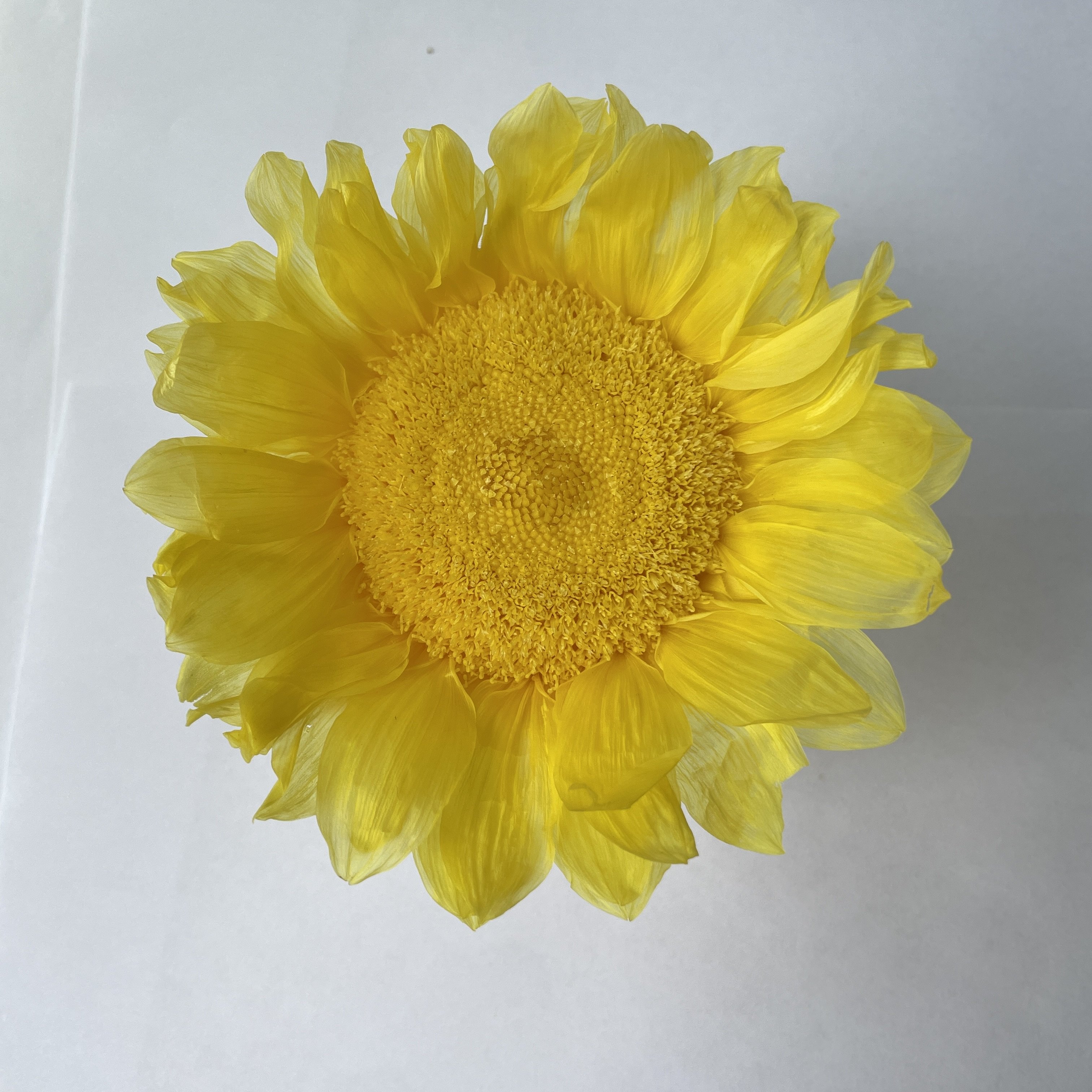 Bx-6 New arrival diameter 10cm everlasting sunflowers premium dried sunflowers head for DIY floral arrangements