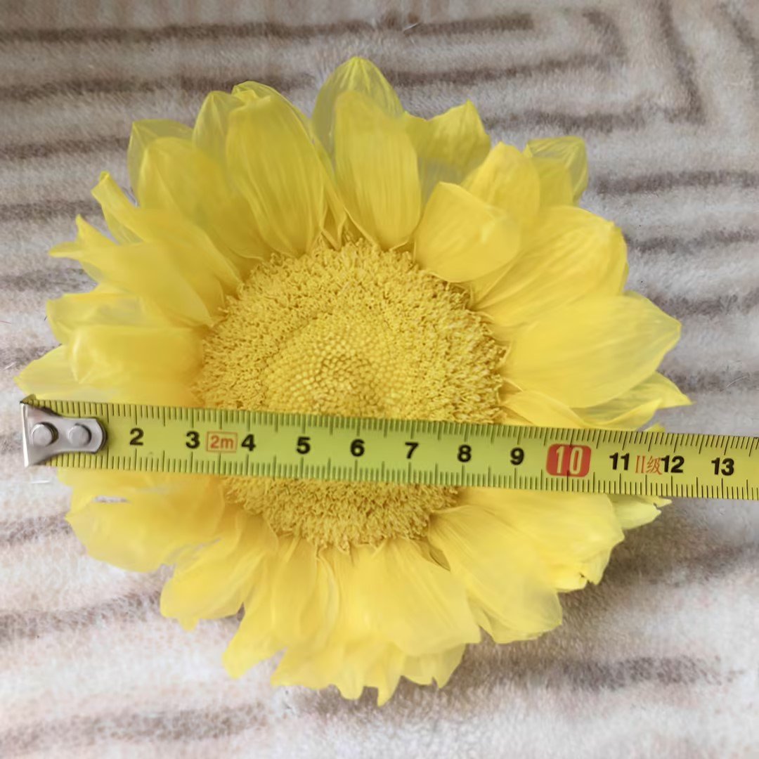 Bx-6 New arrival diameter 10cm everlasting sunflowers premium dried sunflowers head for DIY floral arrangements