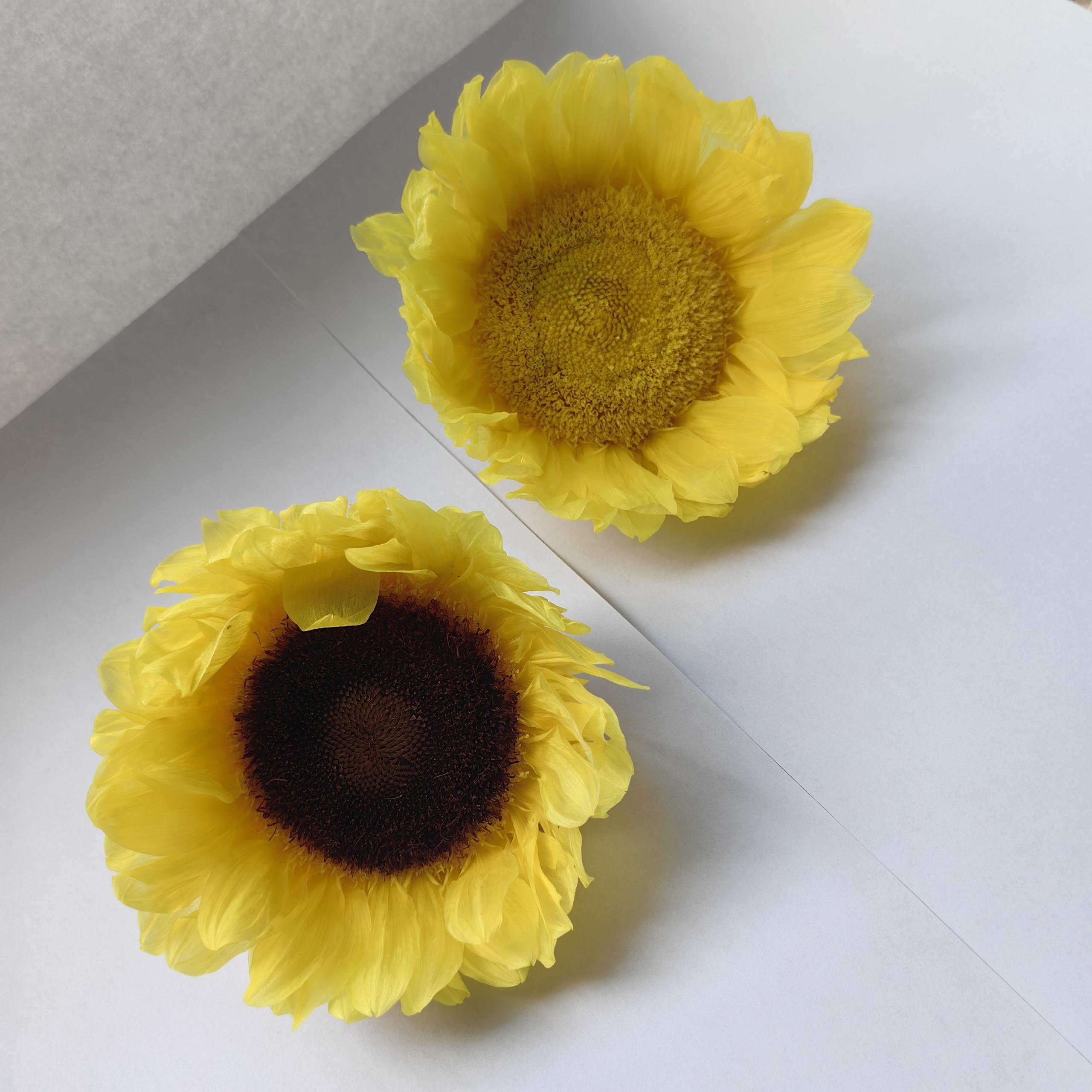 Bx-6 New arrival diameter 10cm everlasting sunflowers premium dried sunflowers head for DIY floral arrangements