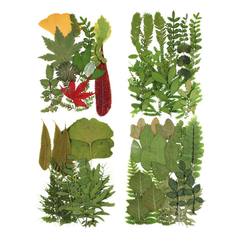 I617 Green Leaf Material Pack Real Leaf Decorations Dried Natural Pressed Flowers and Leaves for Shooting Props