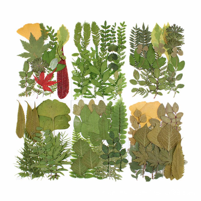 I617 Green Leaf Material Pack Real Leaf Decorations Dried Natural Pressed Flowers and Leaves for Shooting Props