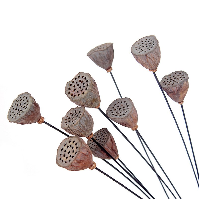 Chinese traditional lotus pod mini size lotus, dried natural lotus flower