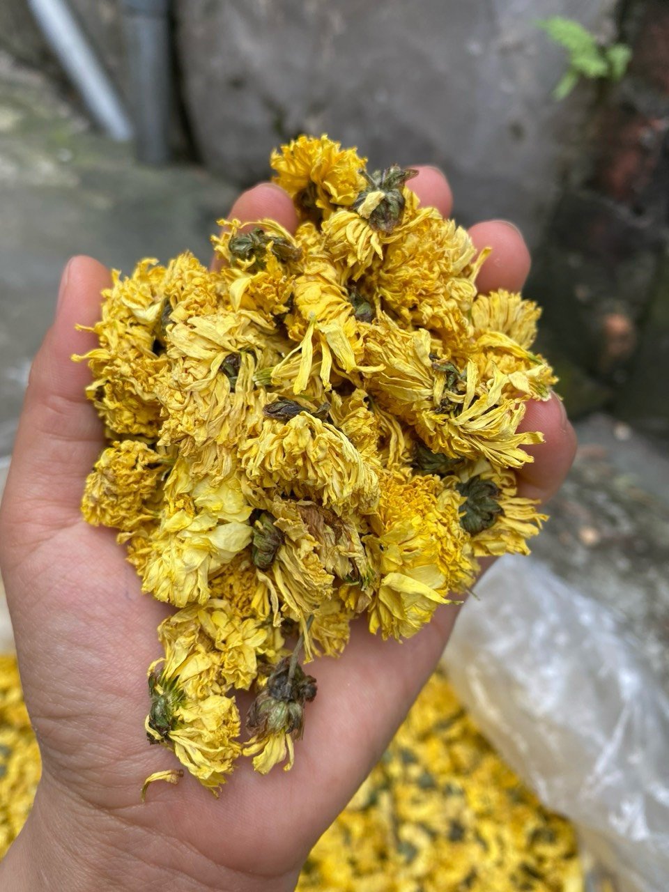 IN BULK SLIMMING TEAN- HERBAL TEA FROM DRIED FLOWERS VARIOUS TYPES: DAISY CHAMOMILE, HIBISCUS AND LAVENDER