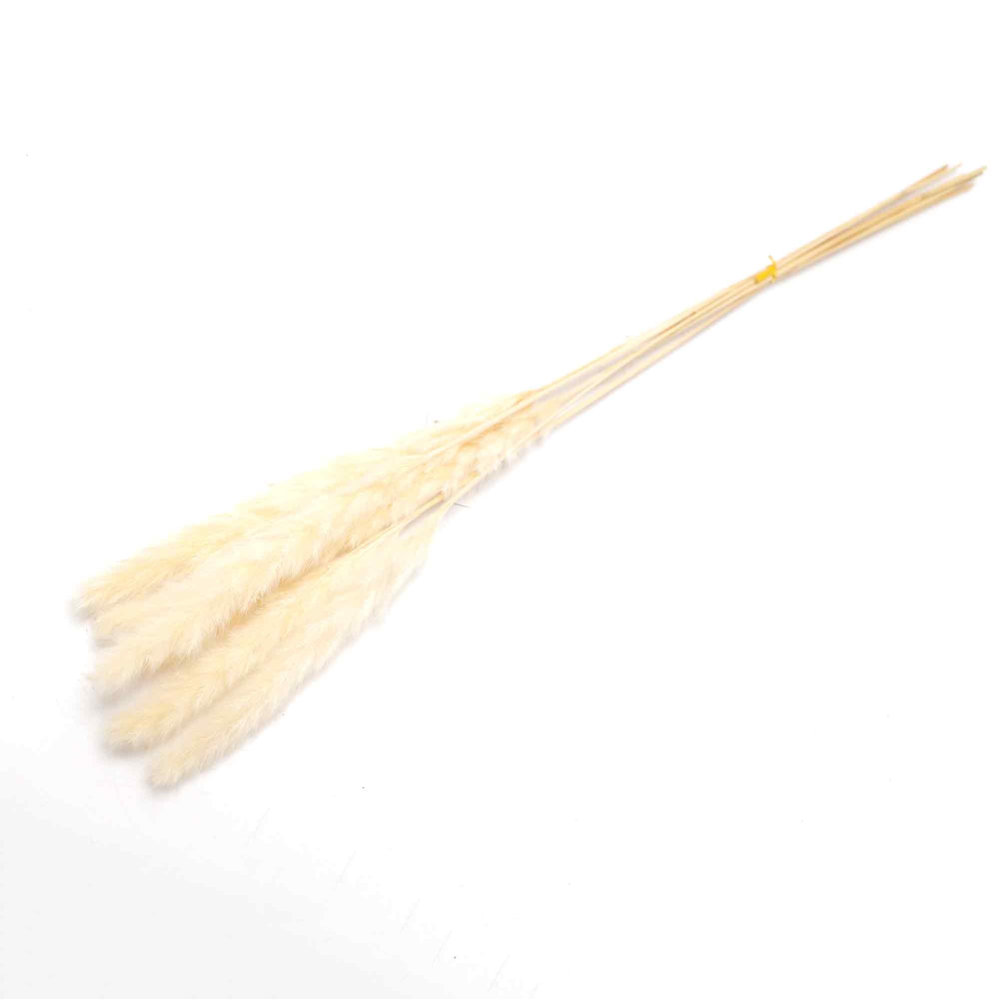 Natural Fluffy Phragmites Dried Flower Reed Grass Plants for Home Decor Wedding Event Flower