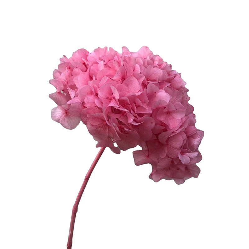 natural hydrangea dried prepared burgundy hydrangea preserved real fresh baby pink high end hydrangeas for wedding events decor