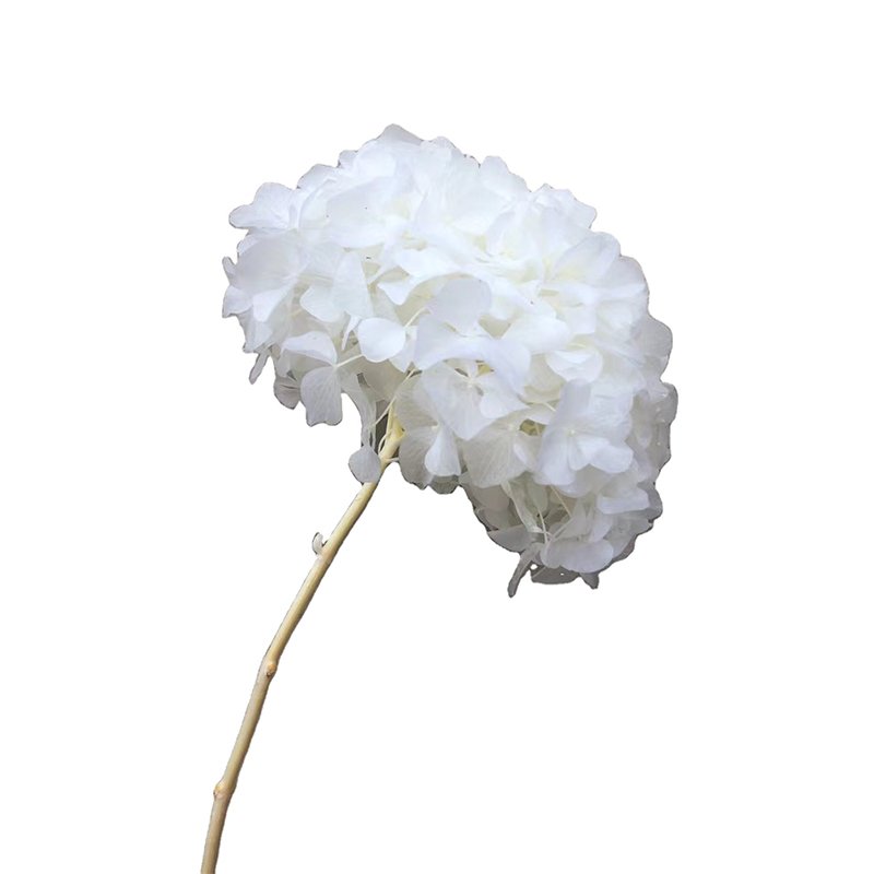 natural hydrangea dried prepared burgundy hydrangea preserved real fresh baby pink high end hydrangeas for wedding events decor
