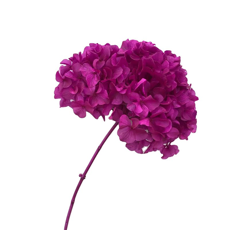 natural hydrangea dried prepared burgundy hydrangea preserved real fresh baby pink high end hydrangeas for wedding events decor