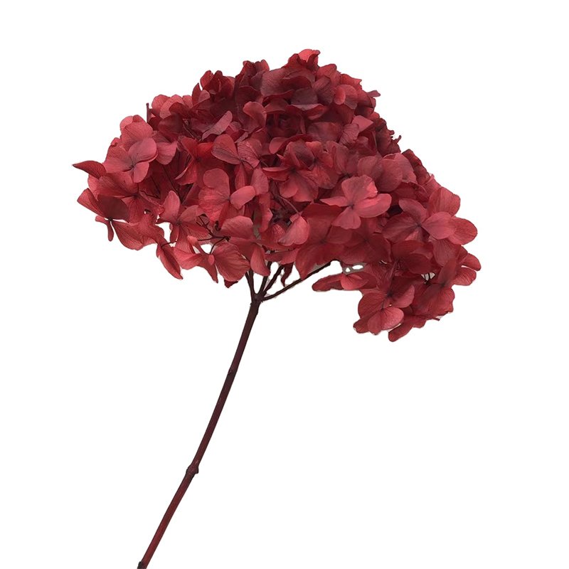 natural hydrangea dried prepared burgundy hydrangea preserved real fresh baby pink high end hydrangeas for wedding events decor