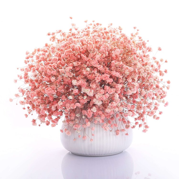SumFlora Wholesale Dried dreame star soft color preserved flower babys breath For wedding Decoration