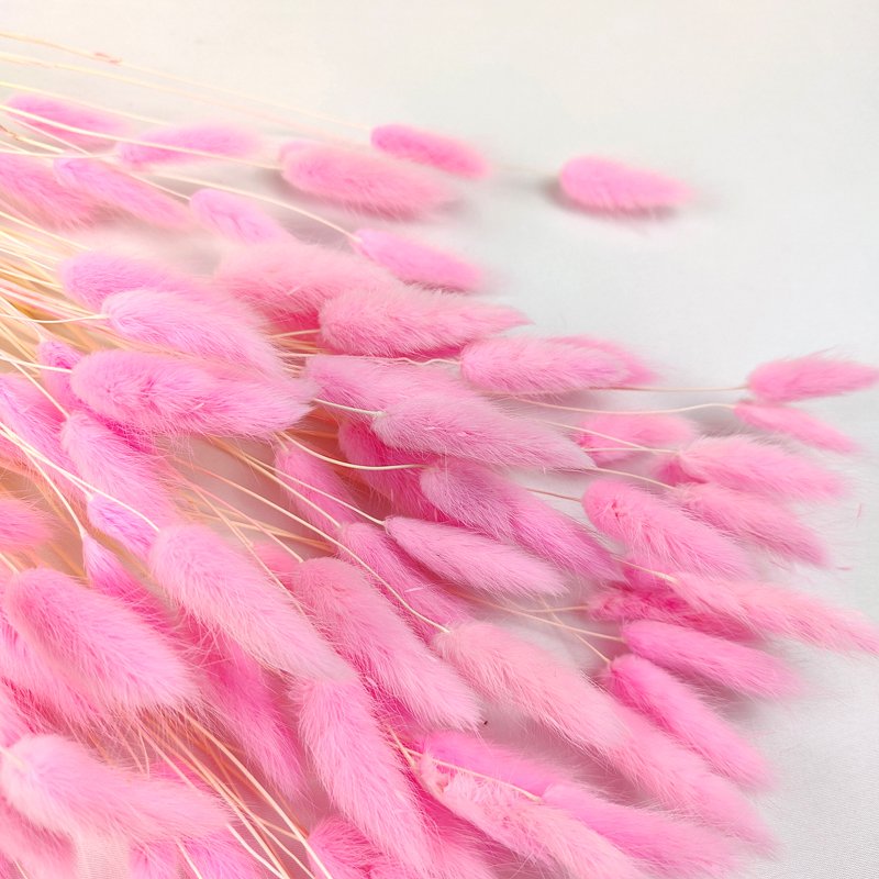 Decorative Flowers Rabbit Tails Grass Lagurus Ovatus Lamb Mini Pampas Grass Dried Bunny Tails Grass For Wedding Home Decorations
