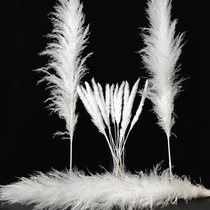 Decorative Flowers Rabbit Tails Grass Lagurus Ovatus Lamb Mini Pampas Grass Dried Bunny Tails Grass For Wedding Home Decorations
