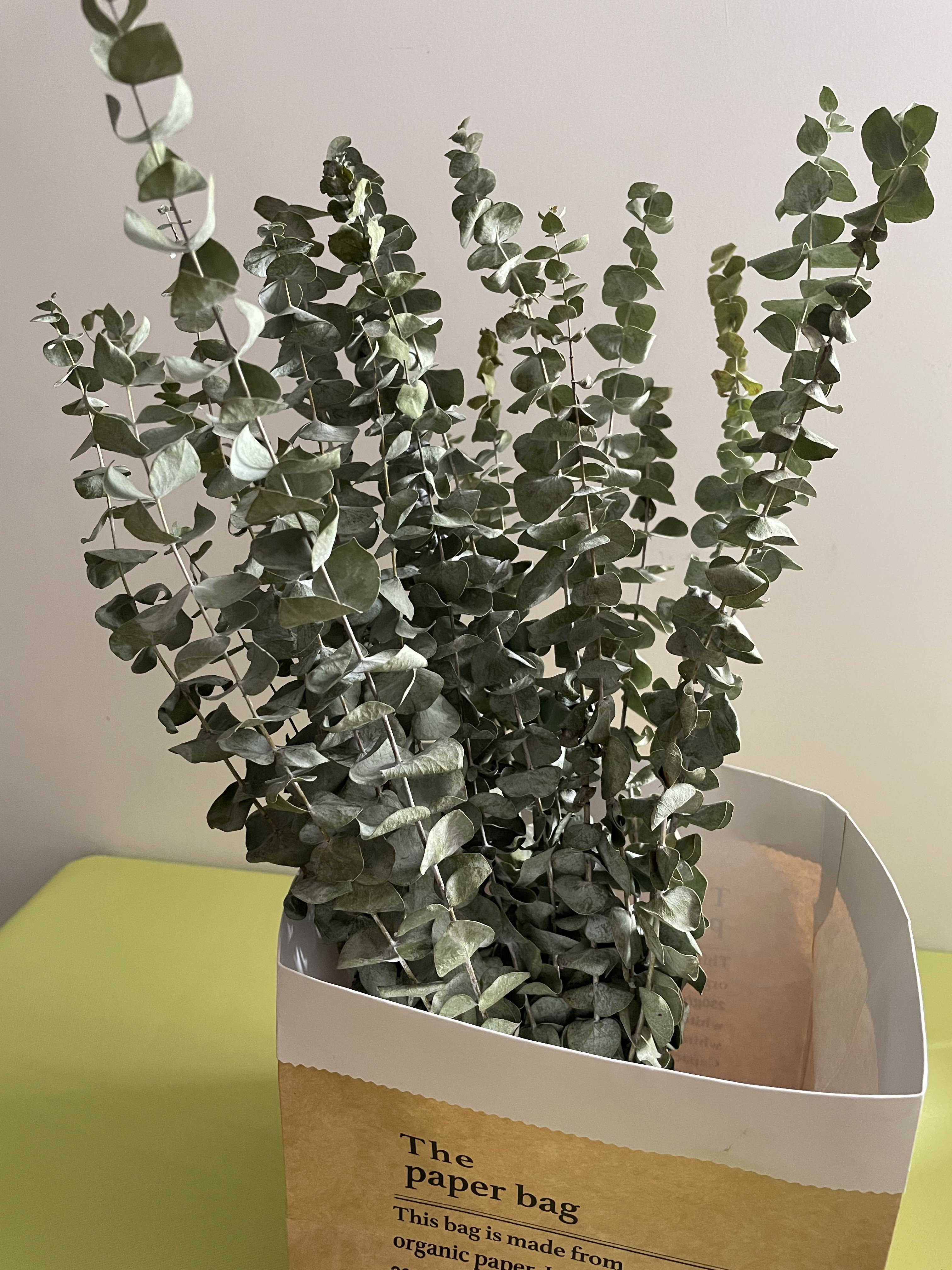 Eucalyptus for Shower 15 Pcs 20inch Dried Eucalyptus Bundle Real Fresh Eucalyptus Branches for Shower Flower Arrangement