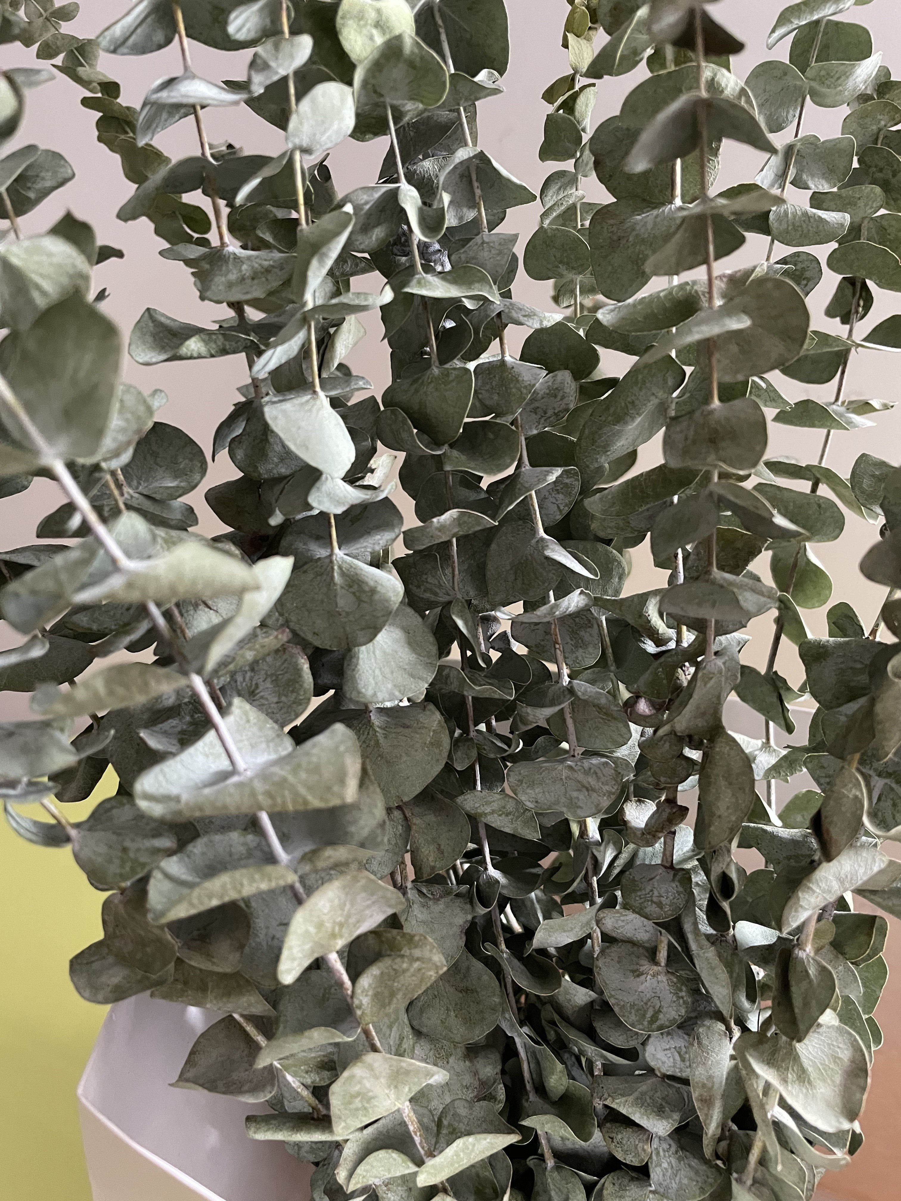 Eucalyptus for Shower 15 Pcs 20inch Dried Eucalyptus Bundle Real Fresh Eucalyptus Branches for Shower Flower Arrangement