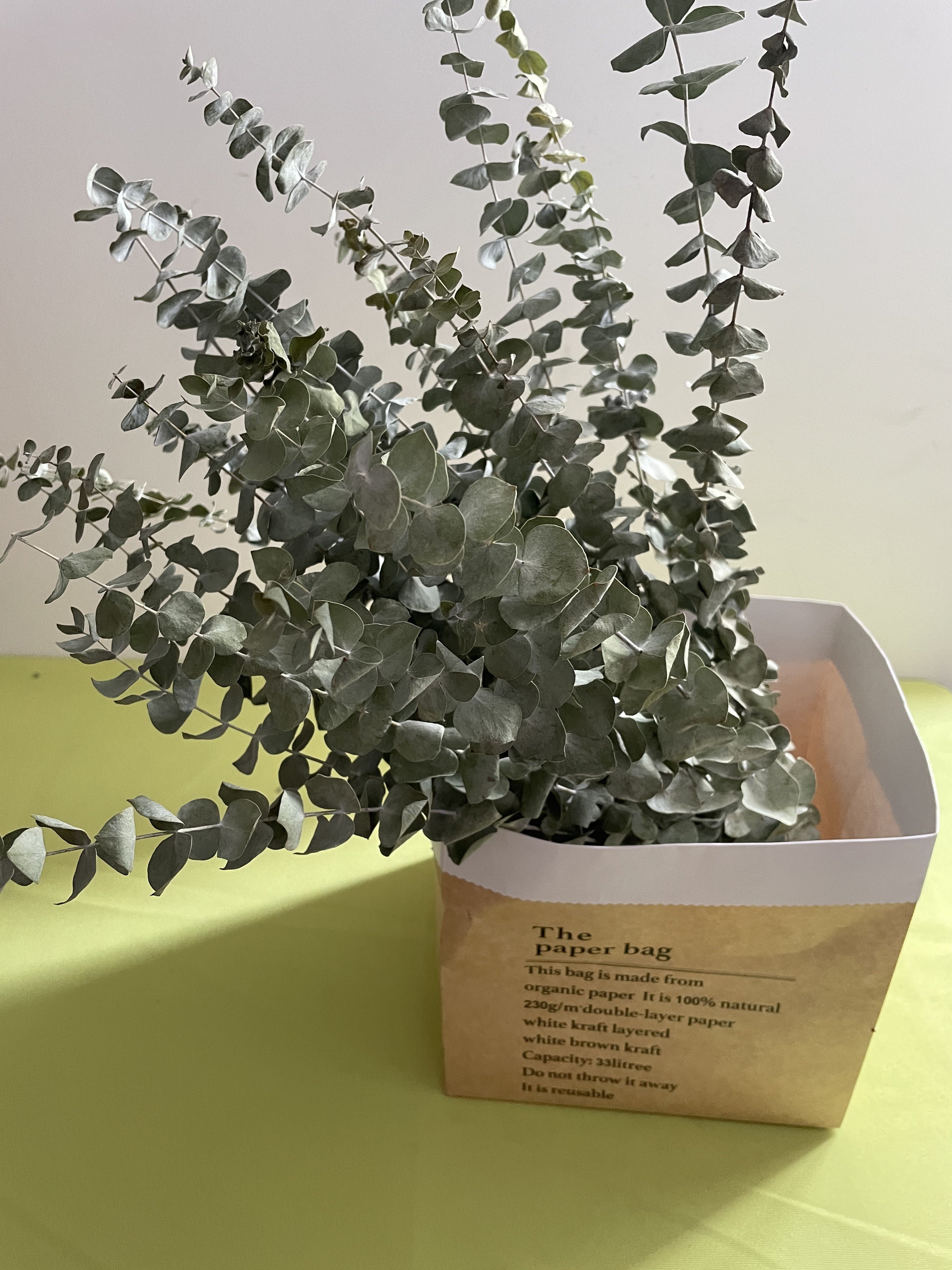 Eucalyptus for Shower 15 Pcs 20inch Dried Eucalyptus Bundle Real Fresh Eucalyptus Branches for Shower Flower Arrangement