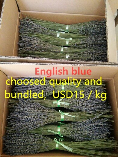 Dried Natural Lavender flower, English blue lavender bouquet, light blue, deep sky blue flower