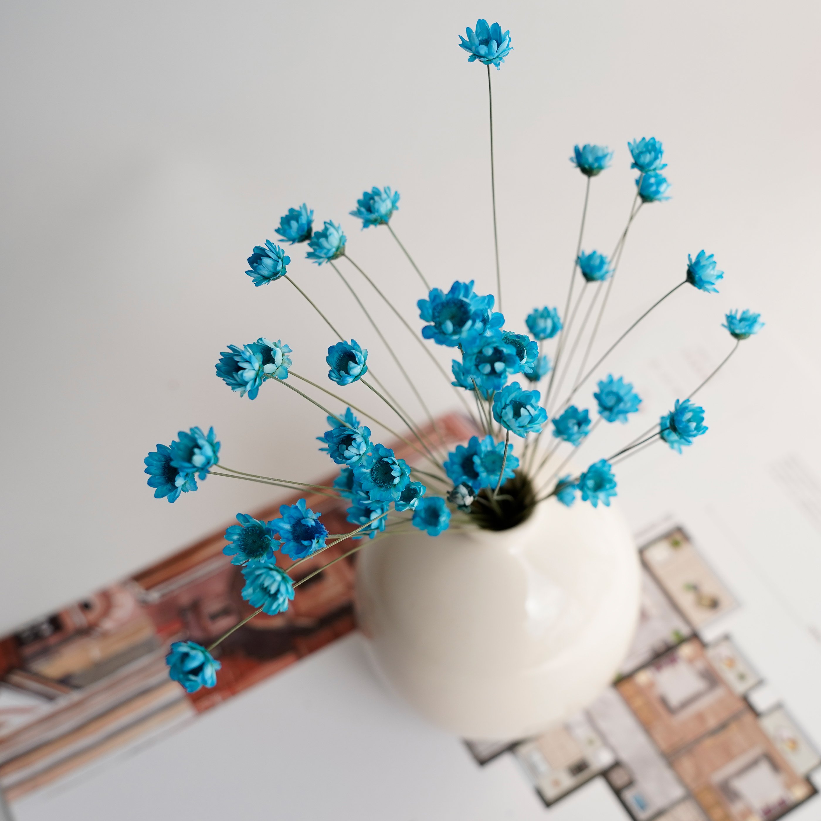 Wholesale Natural Mini Star Daisy Brazilian Small Star Flower Japanese Star Flowers Home Party Wedding Decoration