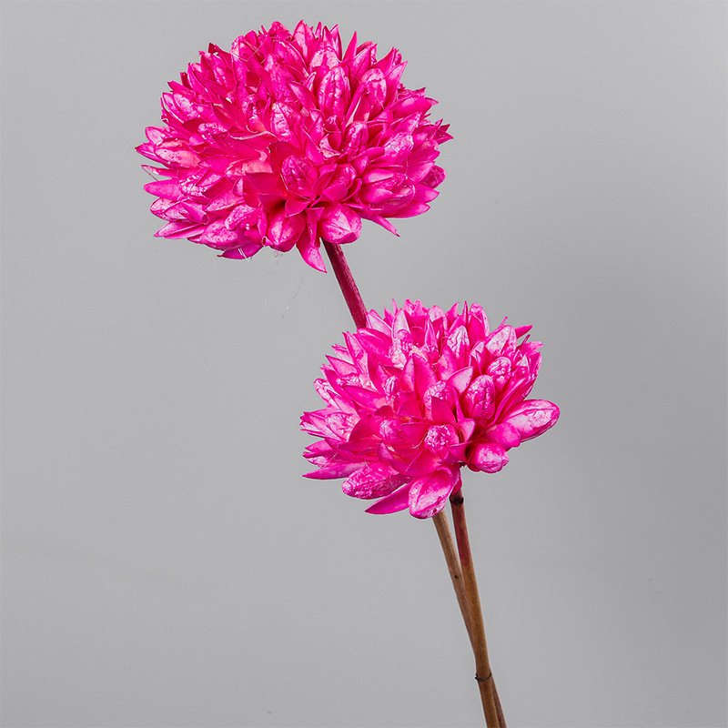 New Product Ideas 2023 High Quantity Dried Magnolia Ball for Dried Flowers Home Wedding Decoration Bridal Bouquet